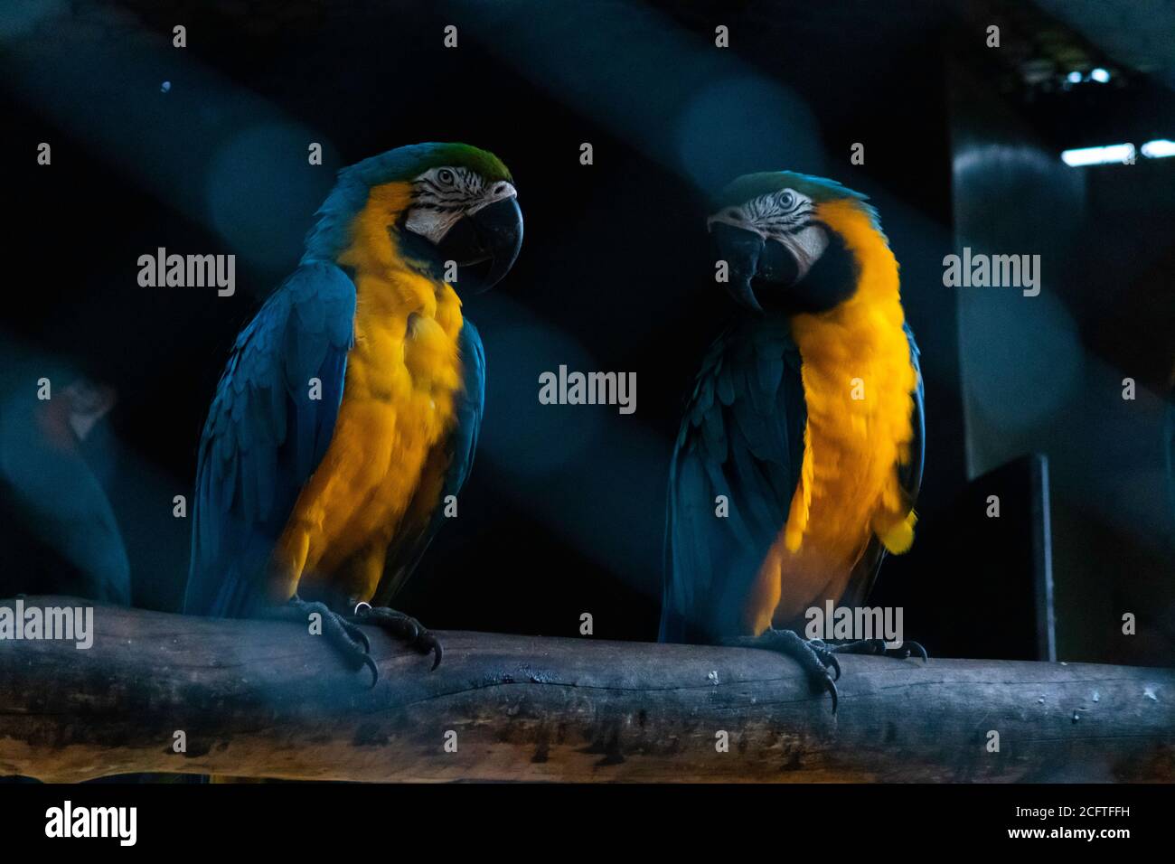 Coppia di macaw con tonalità blu che si guardano l'un l'altro al buio gabbia di uccello Foto Stock
