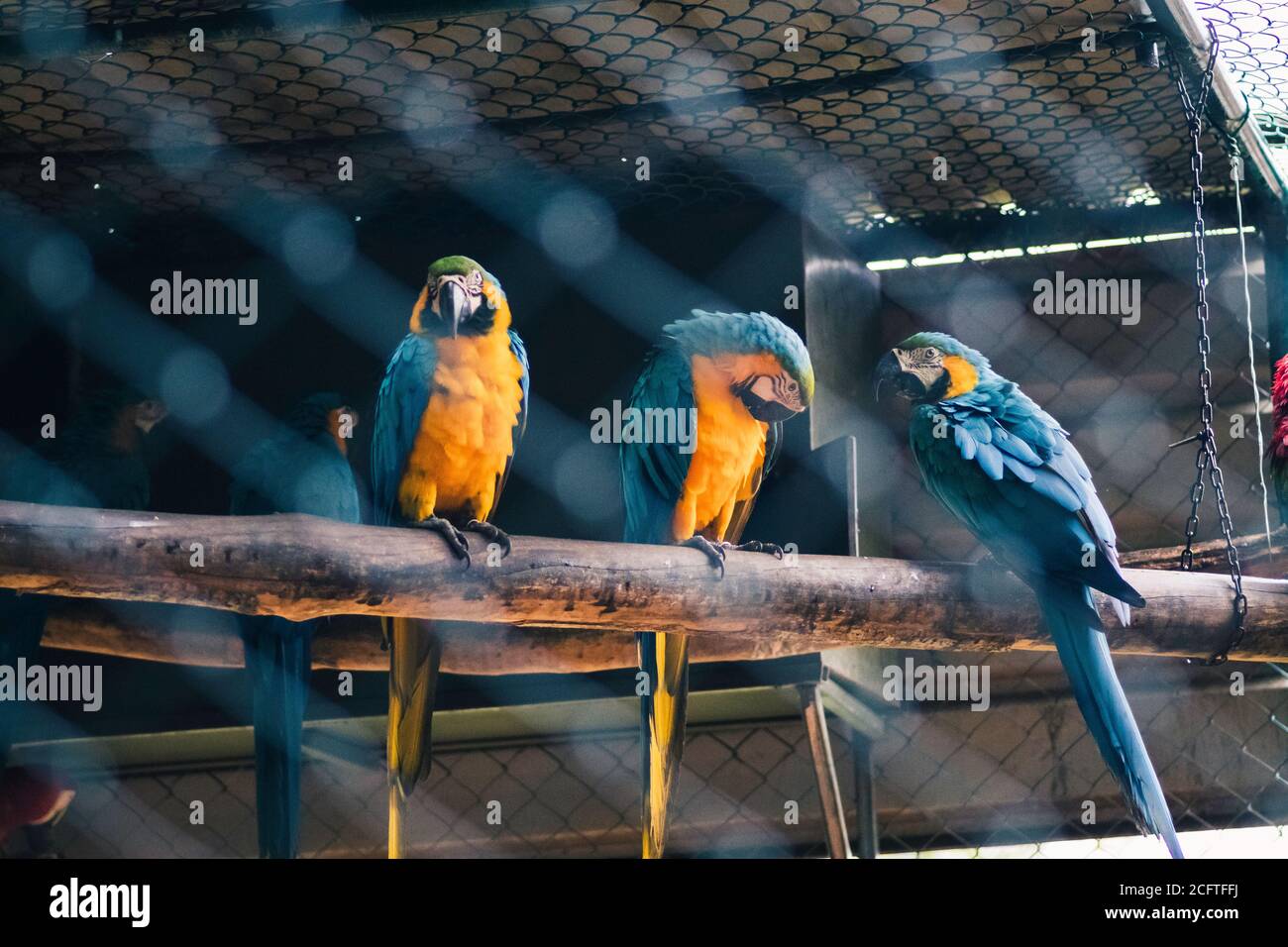 Macaw dalla tonalità blu, uccelli molto rumorosi che si siedono sul ramo Foto Stock