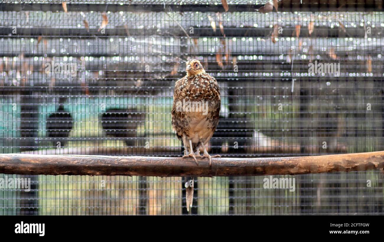 Reeve's Pheasant Bird seduto ancora in tempo piovoso Foto Stock