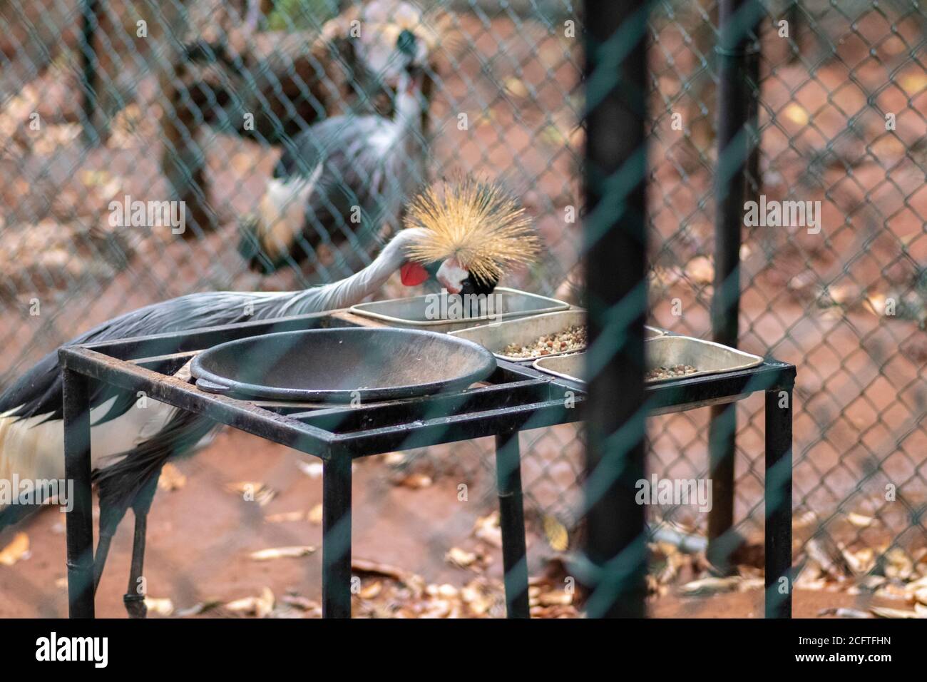 Isolato Grigio Crane coronate Cerca cibo e acqua nel parco degli uccelli, Hambantota Foto Stock