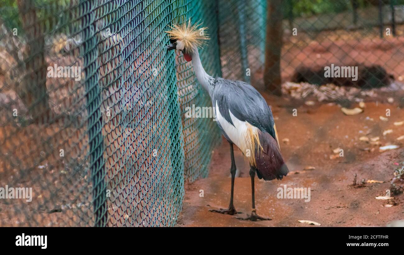 Grad Cowned Crane Vicino alla recinzione guardando fuori nel parco degli uccelli, Hambantota Foto Stock