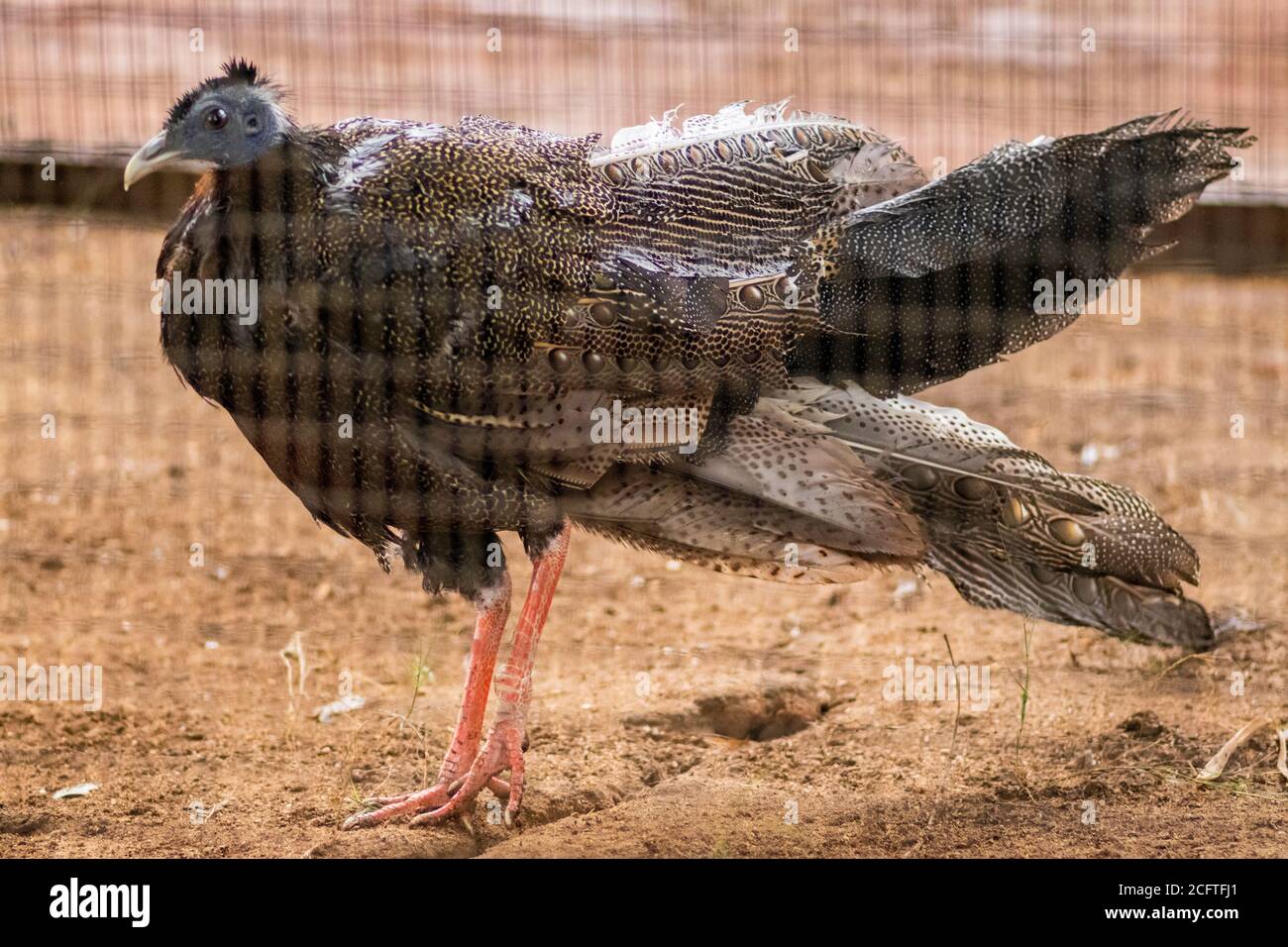 Grande uccello fagiano Argus in piedi fermo e guardando Foto Stock