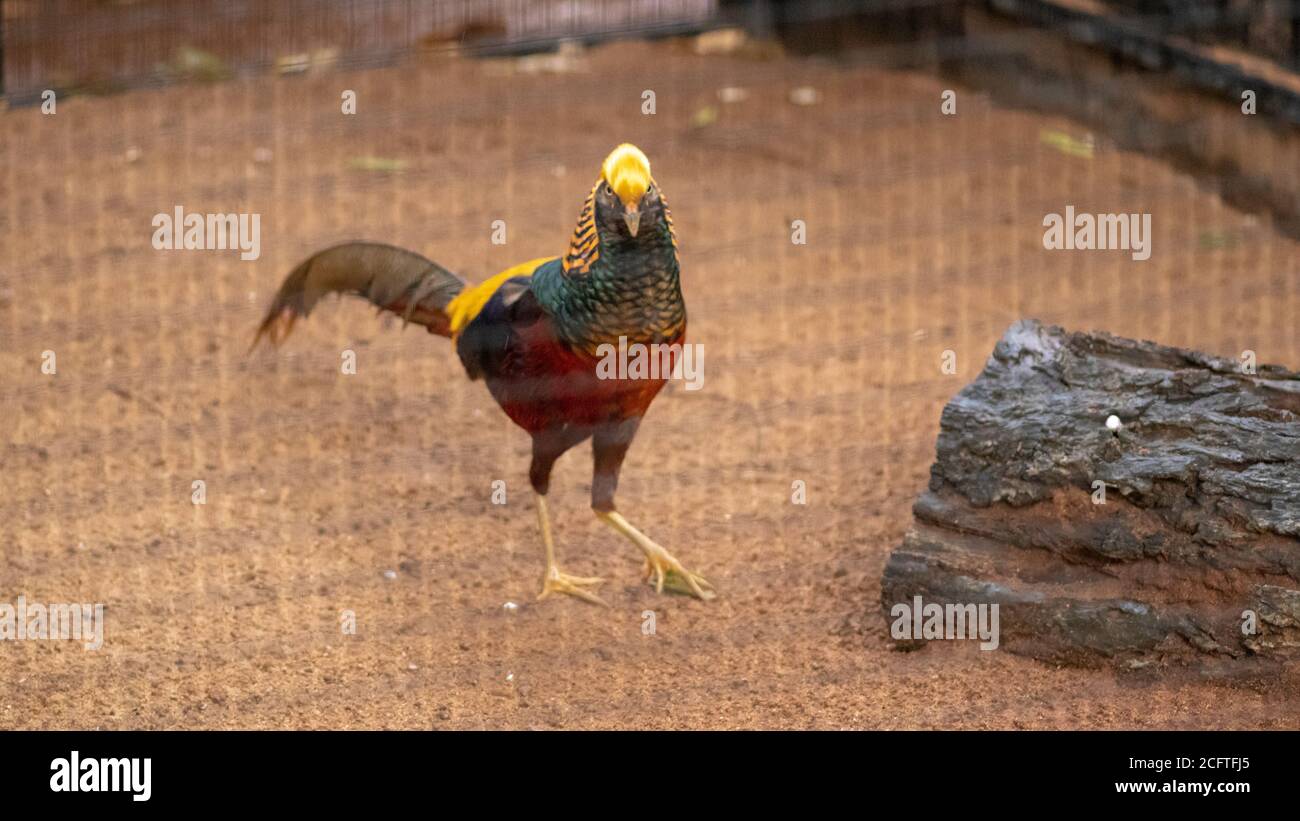 Nero Golden Pheasant dare un'occhiata alla fotocamera su il terreno nella sua gabbia Foto Stock