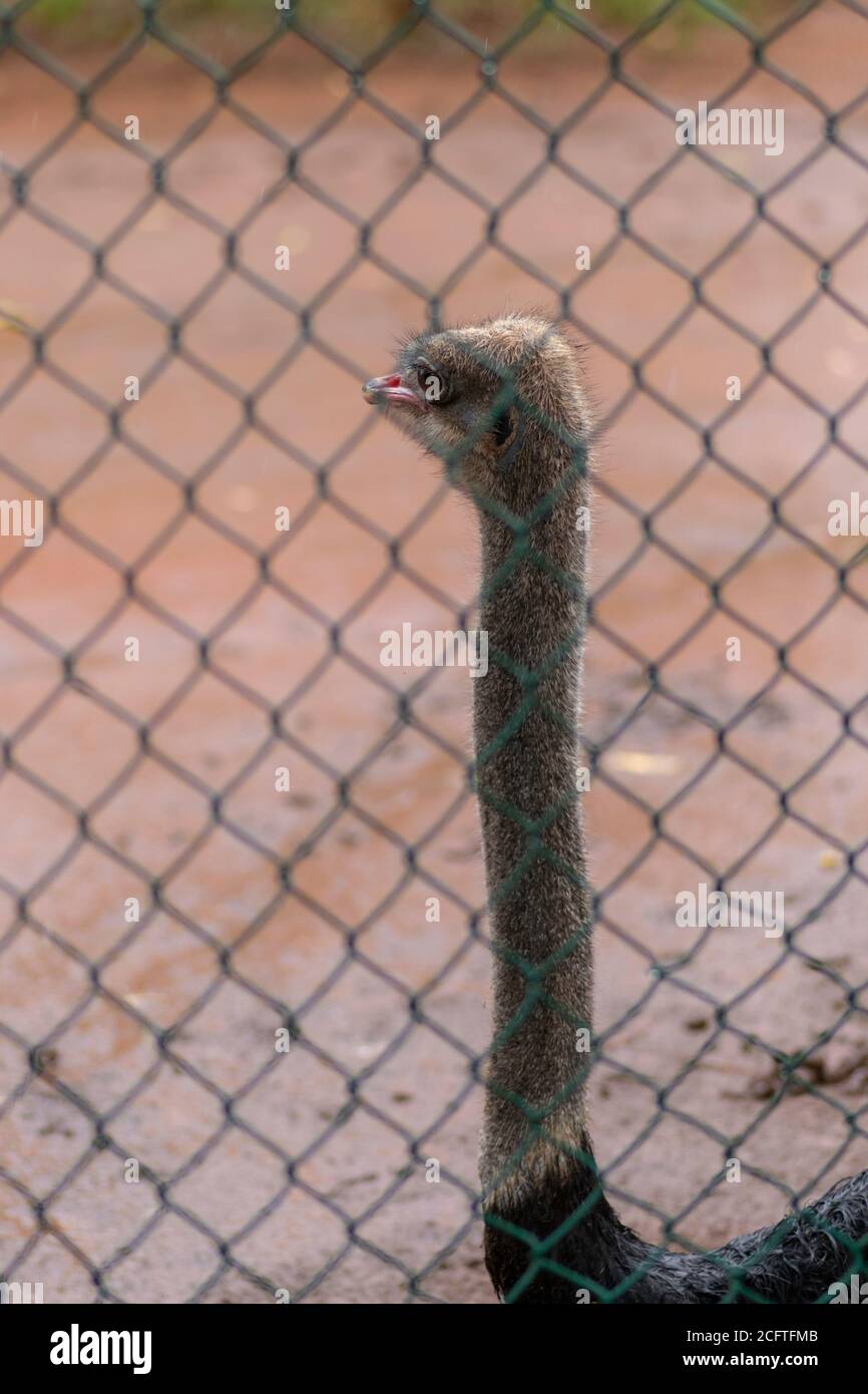 Uccello struzzo dietro le reti guardando fuori tenere colli in su Foto Stock