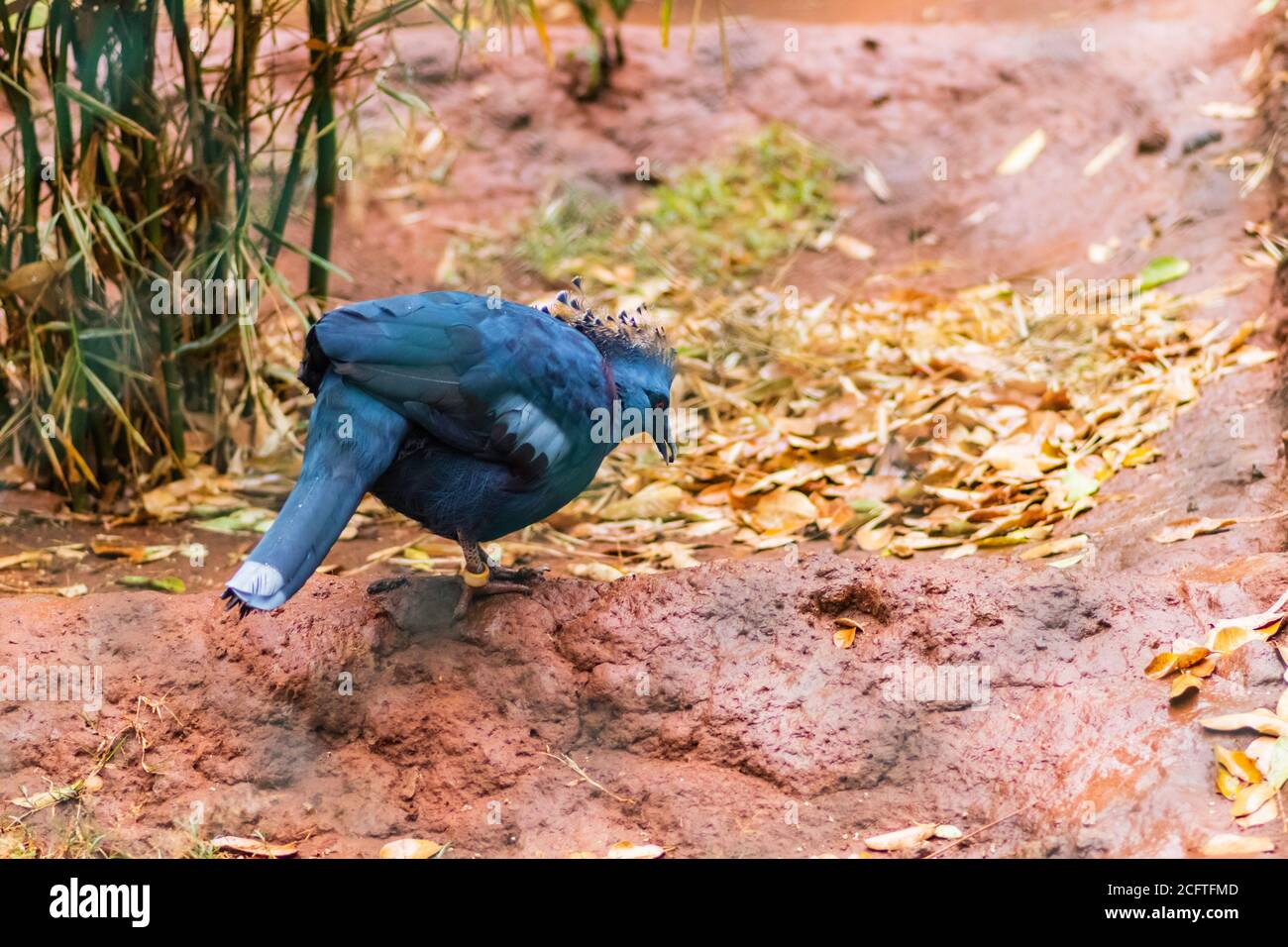 Blue Victoria incoronò Pigeon a terra alla ricerca di cibo Foto Stock