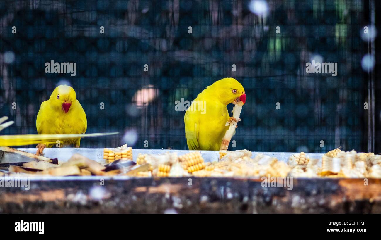 Anello giallo Parrots collo mangiare canna da zucchero Foto Stock