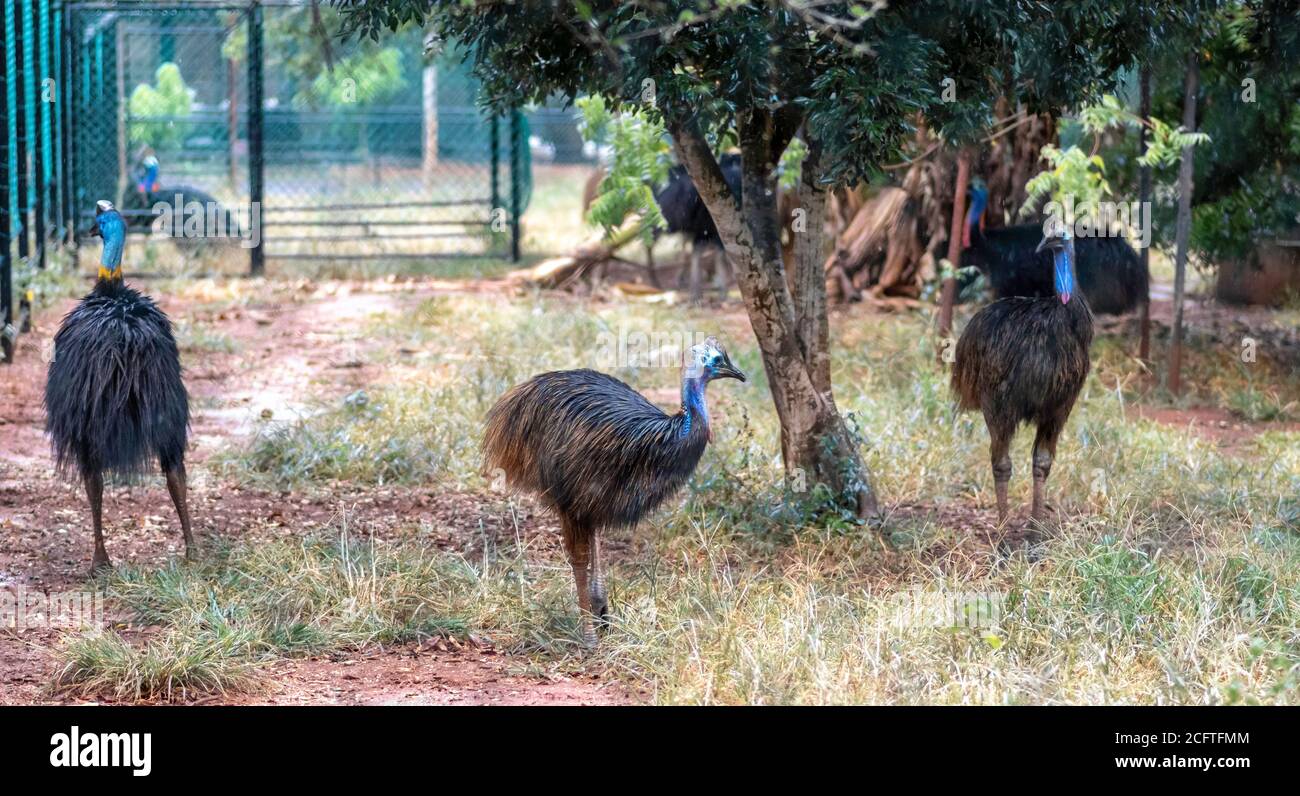 Cassowary Bird Family roaming gratuito in ambiente gabbia Foto Stock