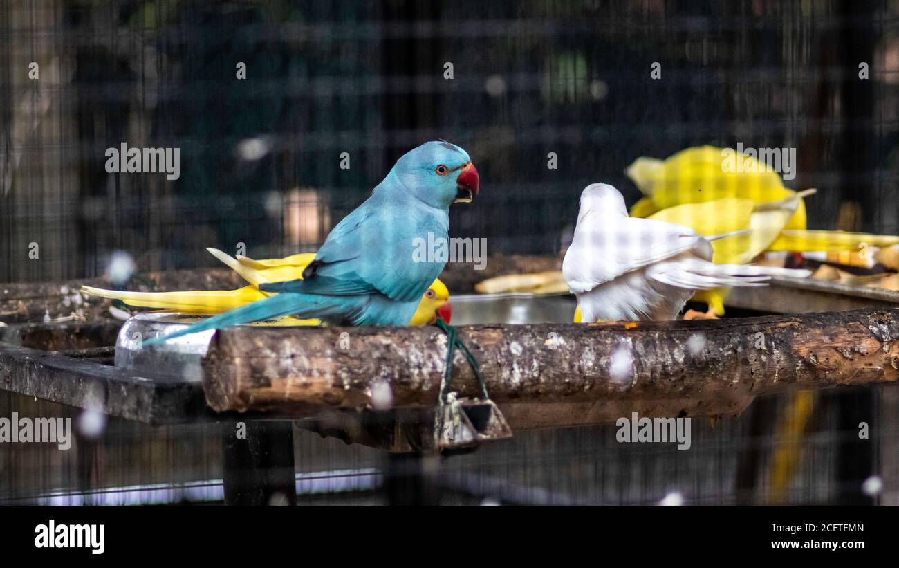 Ring Neck Parrots mangiare insieme Foto Stock