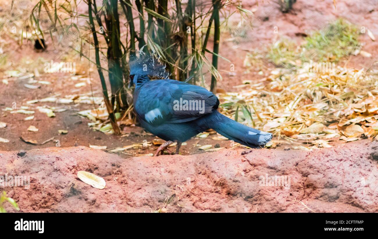 Blue Victoria incoronato Pigeon a terra Foto Stock