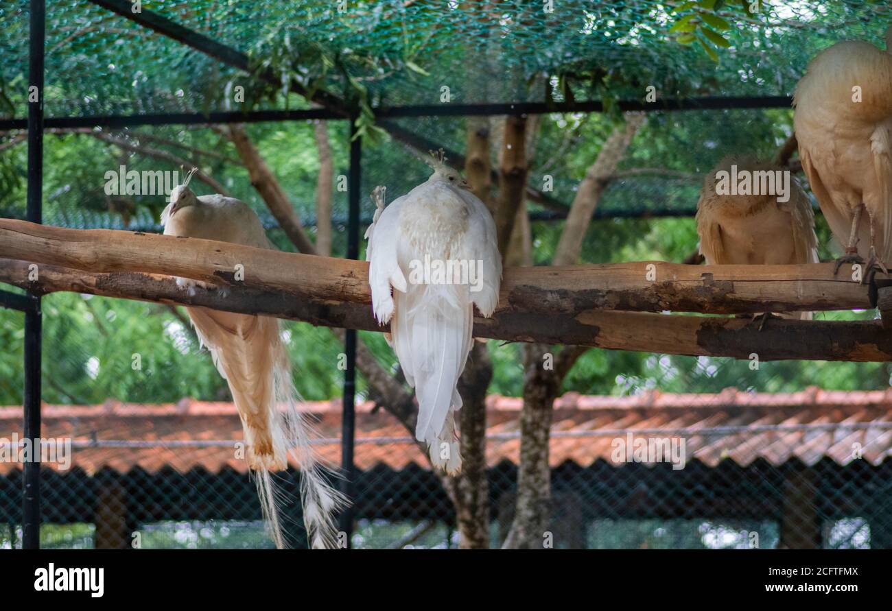 Rari pavoni bianchi che riposano nel parco degli uccelli Foto Stock