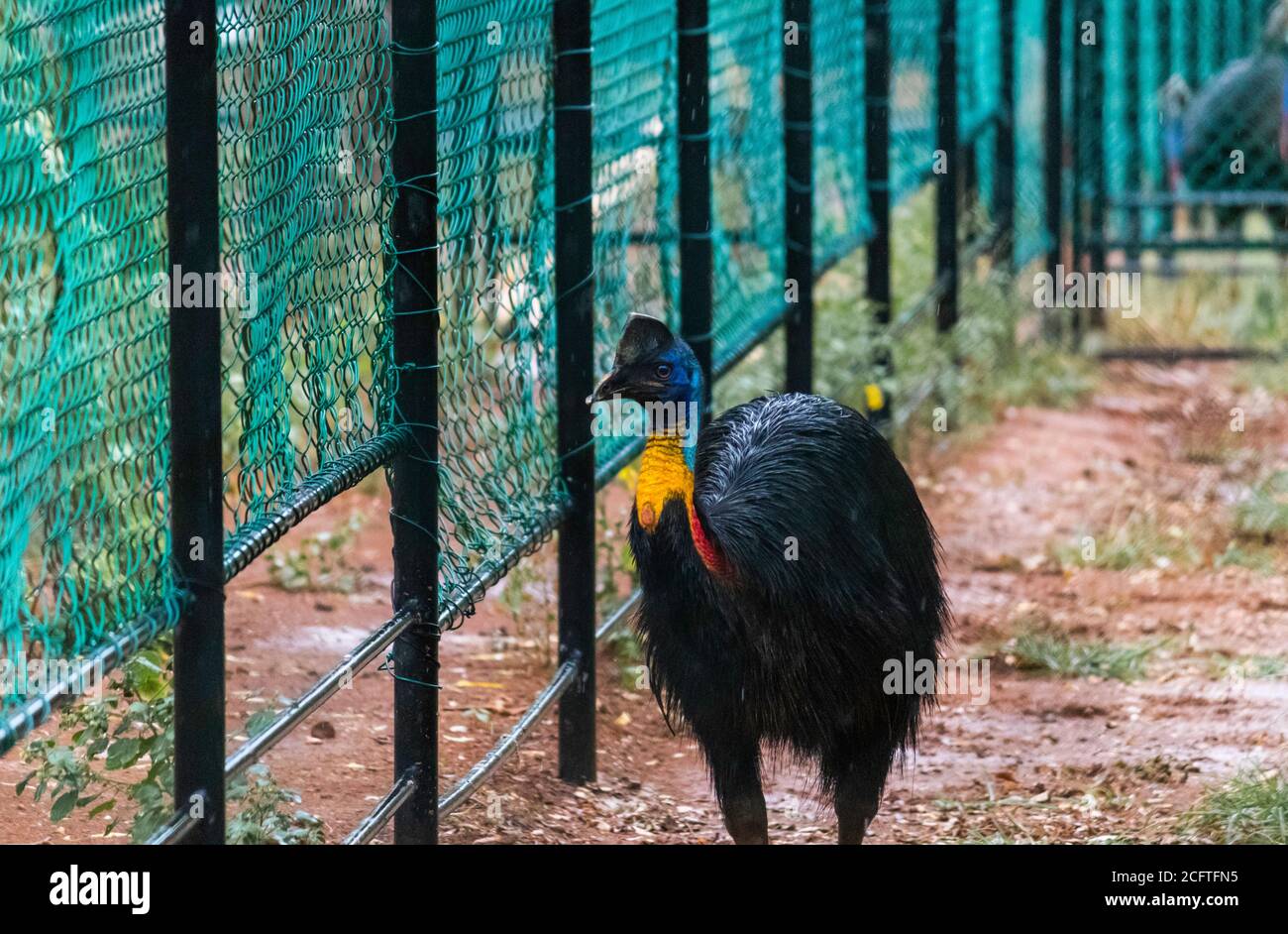 Colorato uccello Cassowary che cammina in avanti vicino al recinto rete Foto Stock
