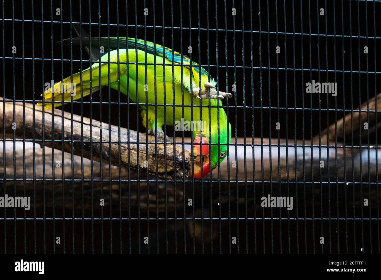 Gran-fatturato Parrot mangia ramo, cercando di fuggire Foto Stock