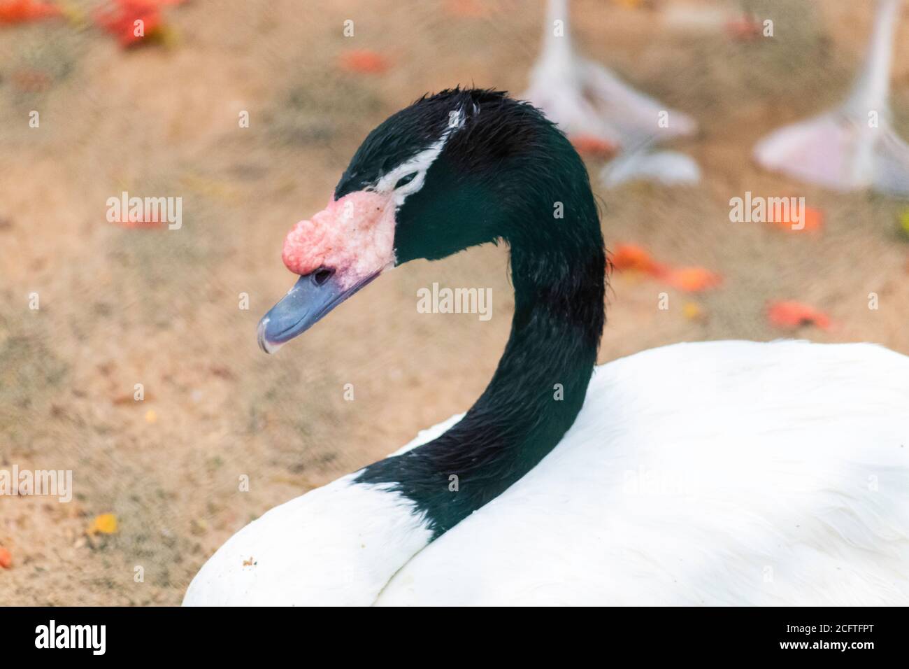 Black necked Swan Sleepy modalità primo piano fotografia Foto Stock