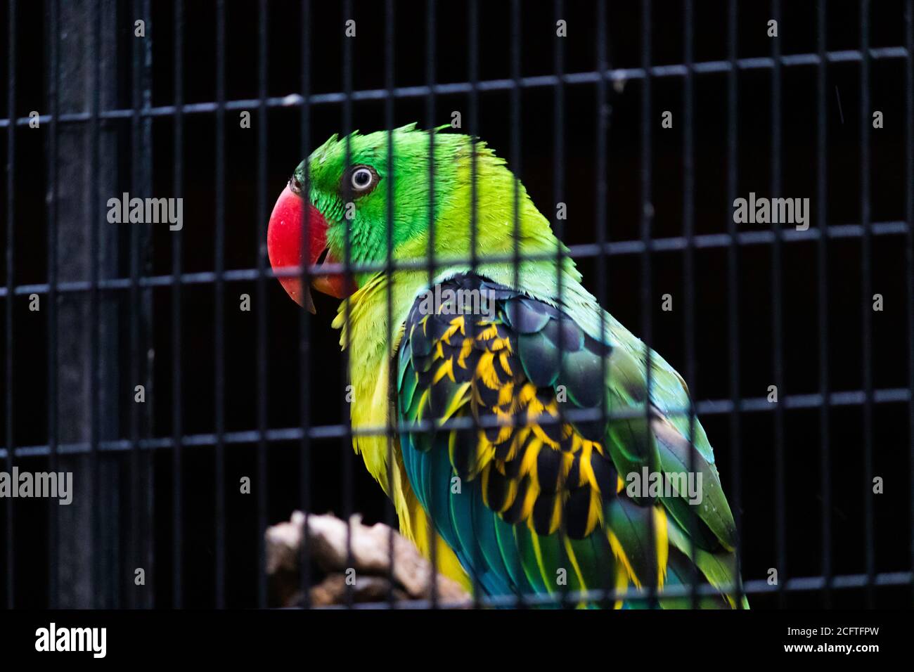 Grande-fatturato Parrot Furious occhi sguardo Closeup Foto Stock