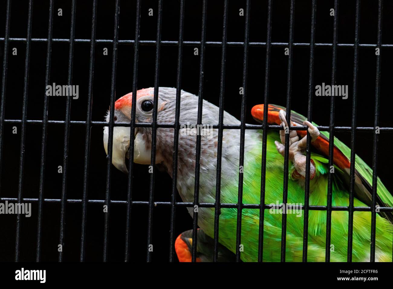 Senegalese pappagallo d'argento cercando curioso appeso in gabbia rete Primo piano Foto Stock