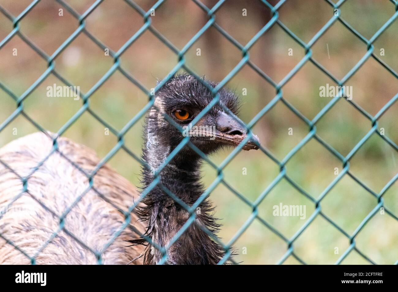 Caged EMU Flightless Bird's Eye primo piano fotografia Foto Stock