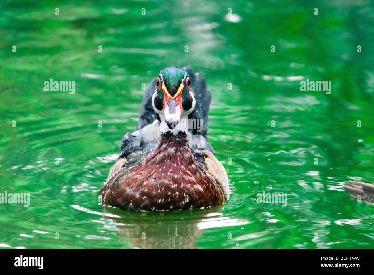 Wood Duck nuotando in acque verdi, Parco degli Uccelli in Hambantota Foto Stock