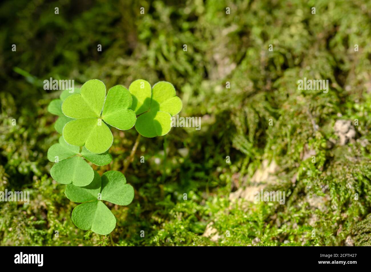 Legno comune, che cresce su un pavimento boscoso, in una soleggiata giornata estiva. Oxalis acetosella, a volte riferito a uno shamrock e dato come un dono. Foto Stock