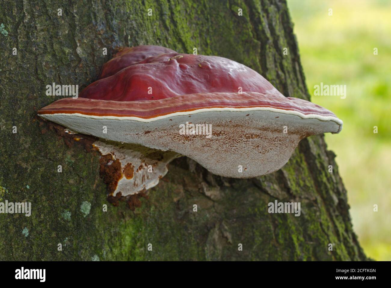 Bella fruttiera bruna rossastra di Ganoderma lucido su una quercia albero Foto Stock