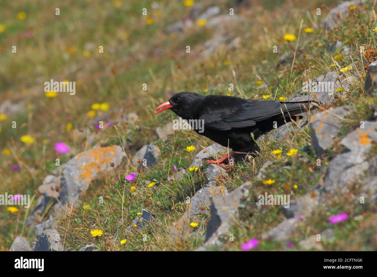 comune tosse (pirrhocorax pirrhocorax) Foto Stock