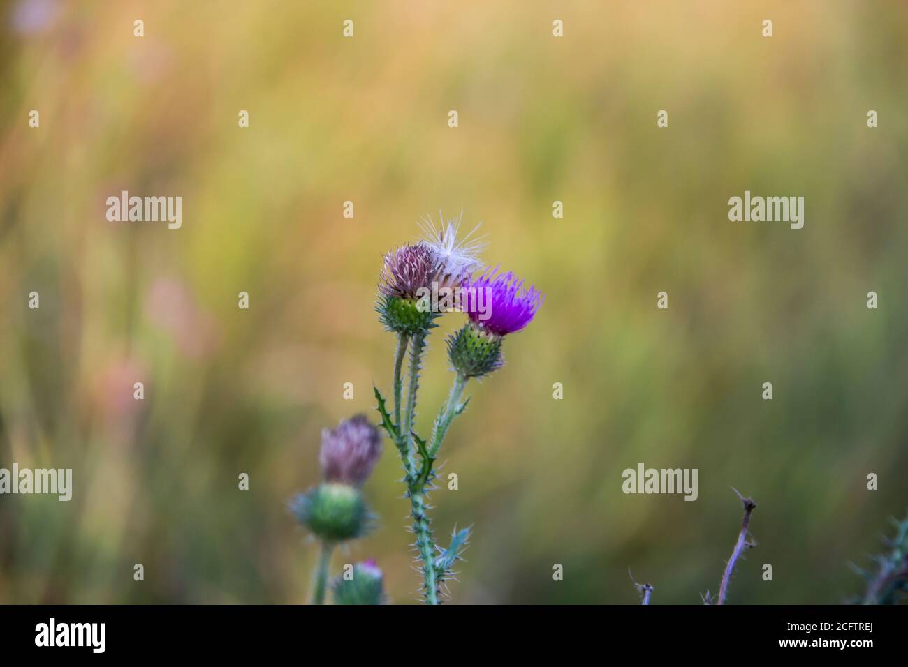 Porpora fiore di thistle e boccioli di ceci. Bel fiore di porpora tistola. Fiori rosa di burdock. Thistle fiorito o Thistle del latte. Foto Stock