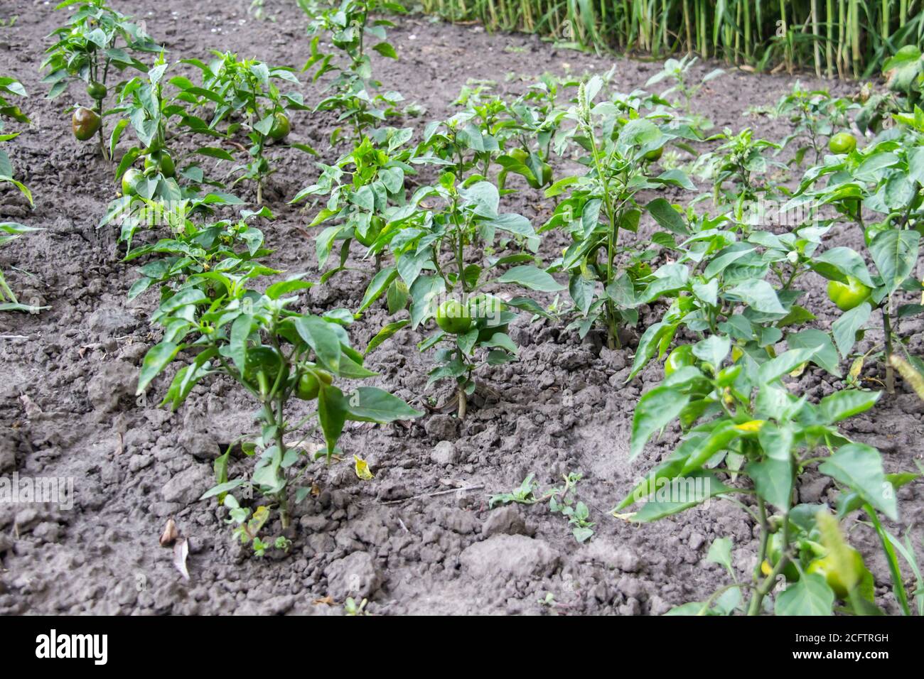 Il pepe verde cresce nei letti del giardino. Fattoria con gli sbarchi agricoli. Piante di verdure, vista ravvicinata. Foto Stock