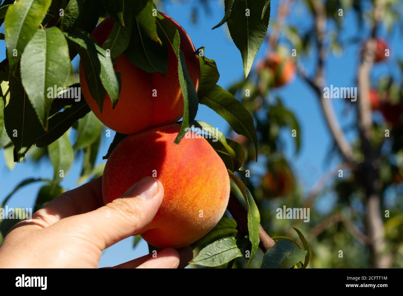 Raccolta di pesche. Mano femminile che tocca la pesca matura fresca sul ramo della pesca in frutteto. Foto Stock