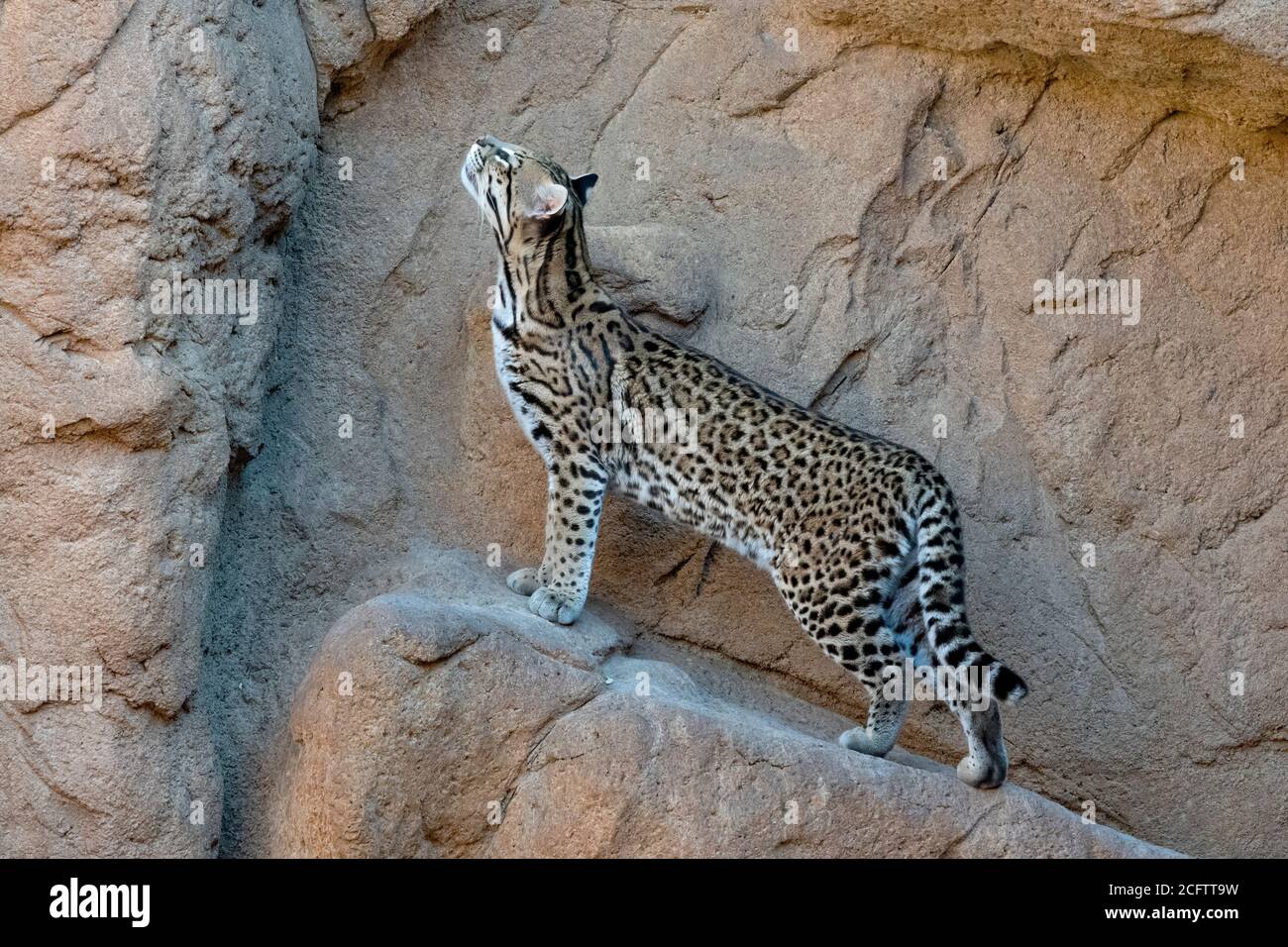 La femmina Ocelot si è posata sul lato di un muro di scogliera Foto Stock