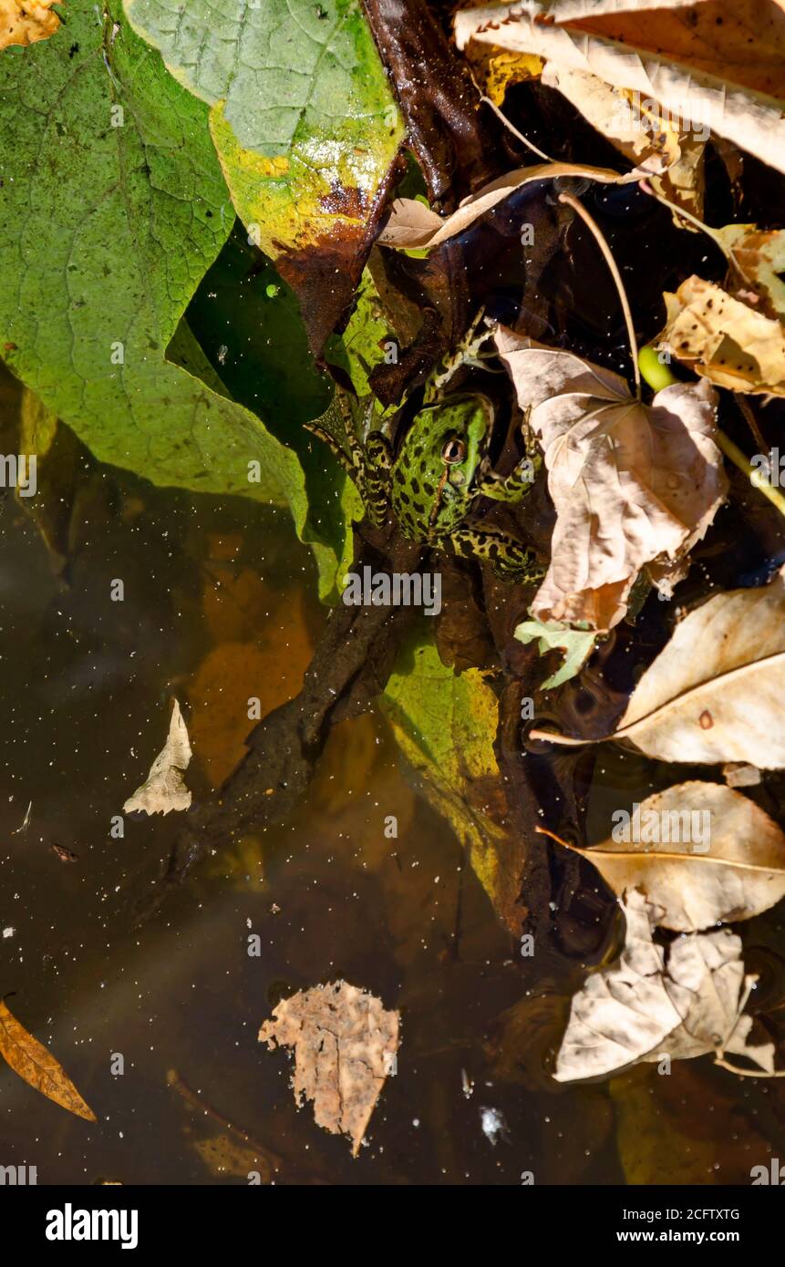 Lago con foglie d'autunno colorate e una rana verde o Rana in acqua, parco Vrana, Sofia, Bulgaria Foto Stock