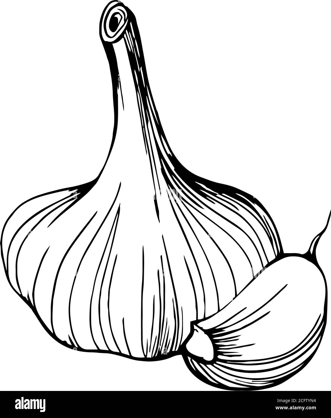 Testa all'aglio. Rafforzare il sistema immunitario Illustrazione Vettoriale
