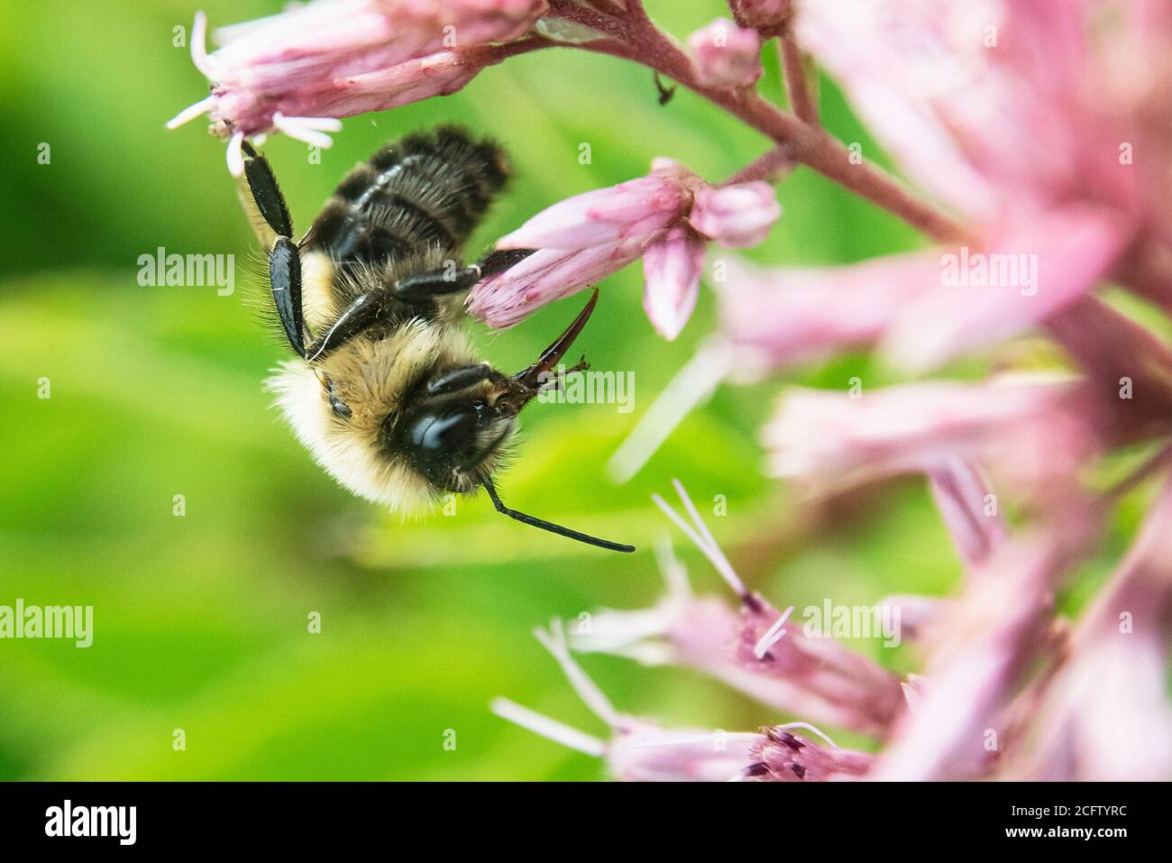 Ape bumble che raccoglie il polline da vicino Foto Stock
