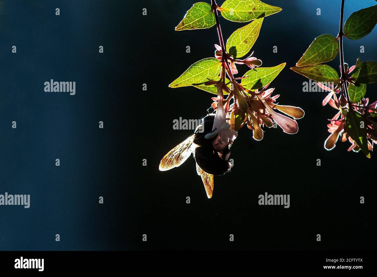 Ape Bumble retroilluminato che raccoglie polline Foto Stock