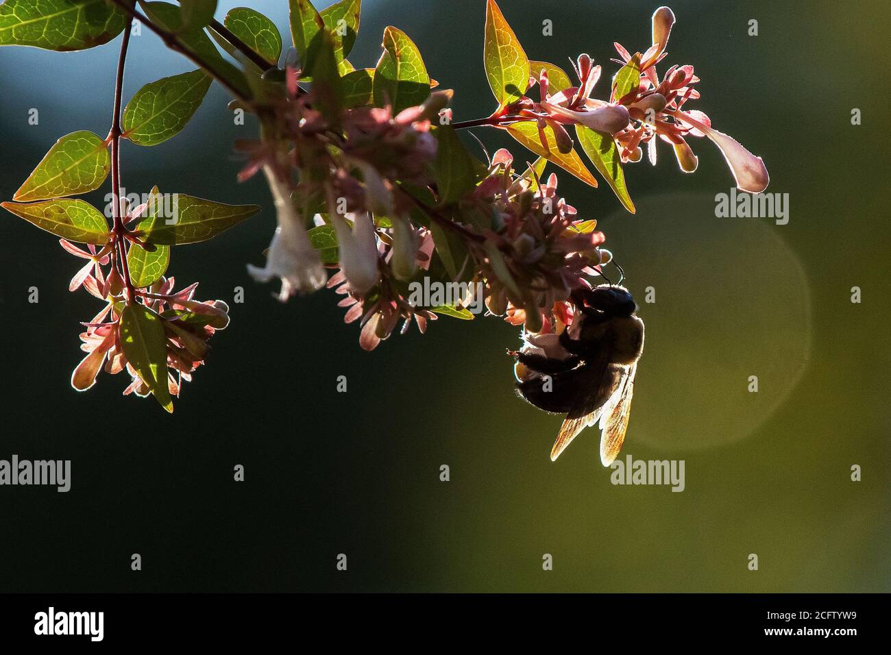 Ape Bumble retroilluminato che raccoglie polline Foto Stock