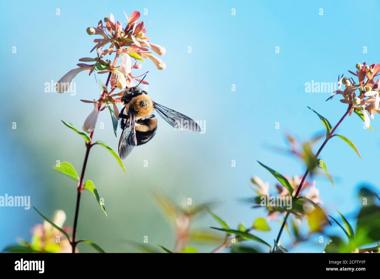 Bumble Bee per raccogliere il polline Foto Stock