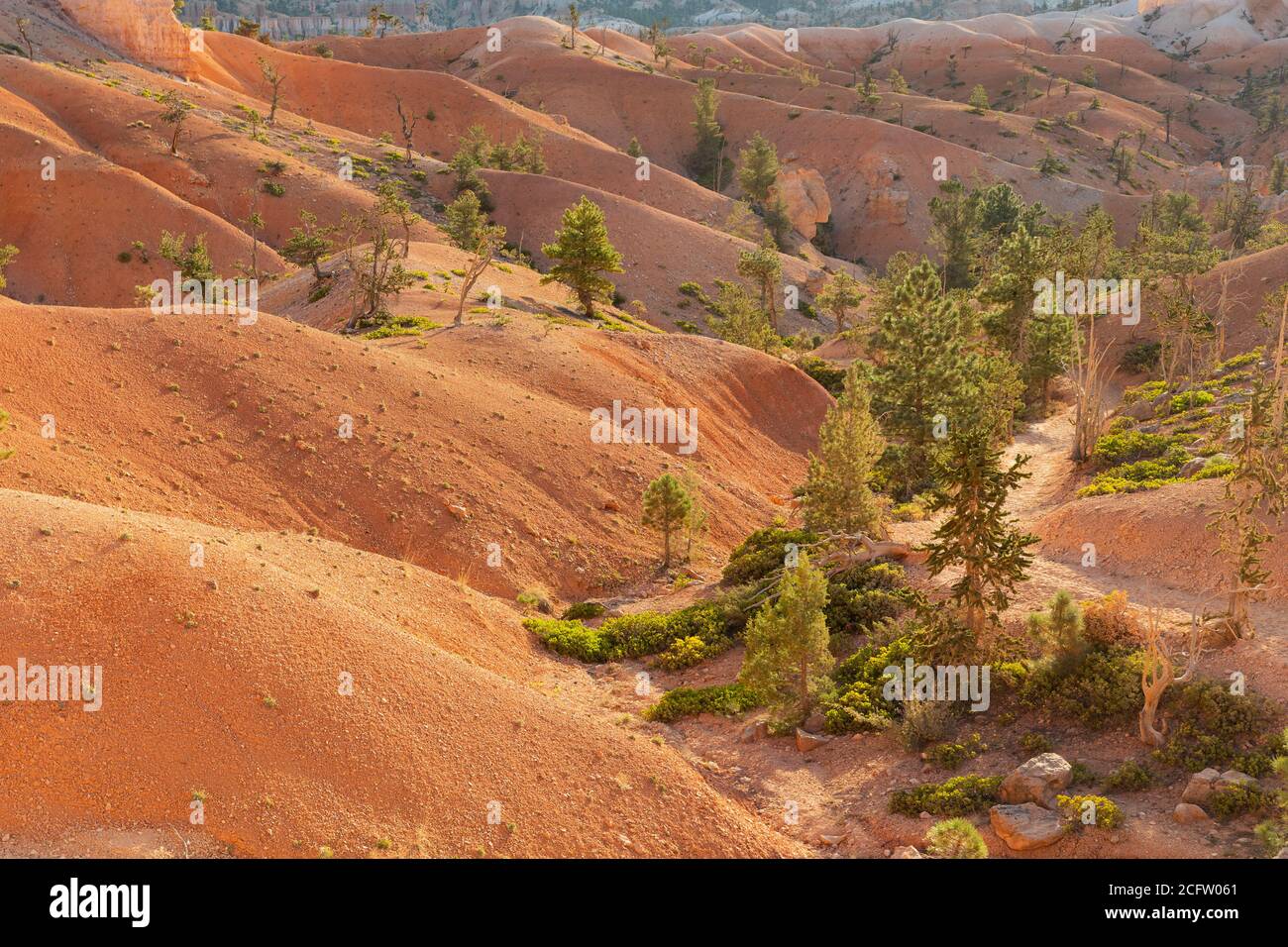 Dettagli della valle al largo del Queens Garden Trail, Bryce Canyon National Park, Utah, Stati Uniti Foto Stock