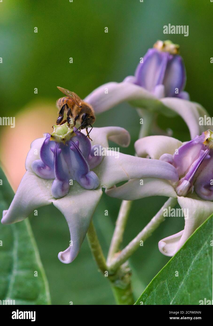 Macro vista di un'ape di miele che raccoglie polline. Foto Stock