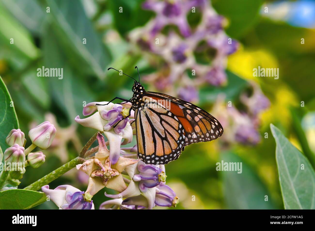 Primo piano della vista laterale di una farfalla monarca. Foto Stock