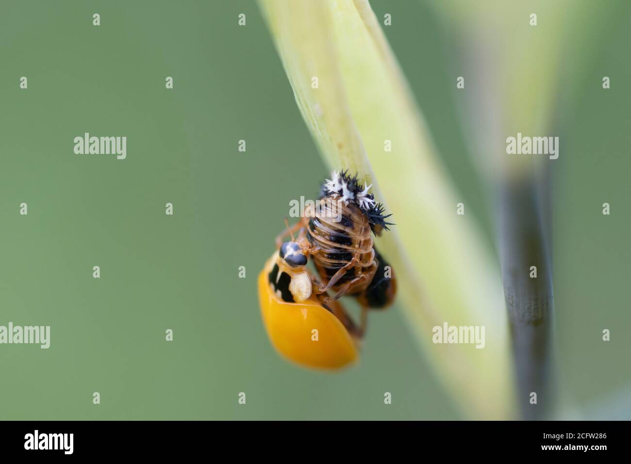 2 Ladybird puntato (Adalia bipunctata) seduto su di esso è pupa Foto Stock