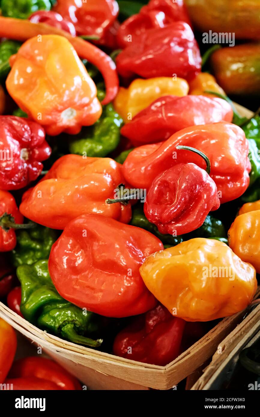 Peperoni rossi e gialli in un'esposizione di verdure fresche per la vendita in un mercato agricolo o agricolo. Foto Stock