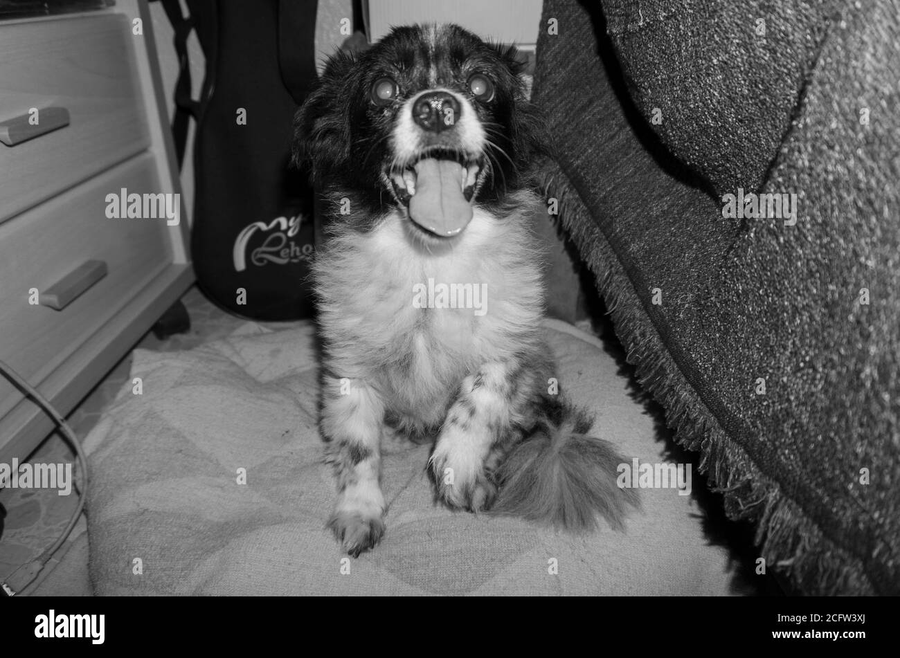 vecchio cane cieco in bianco e nero Foto Stock