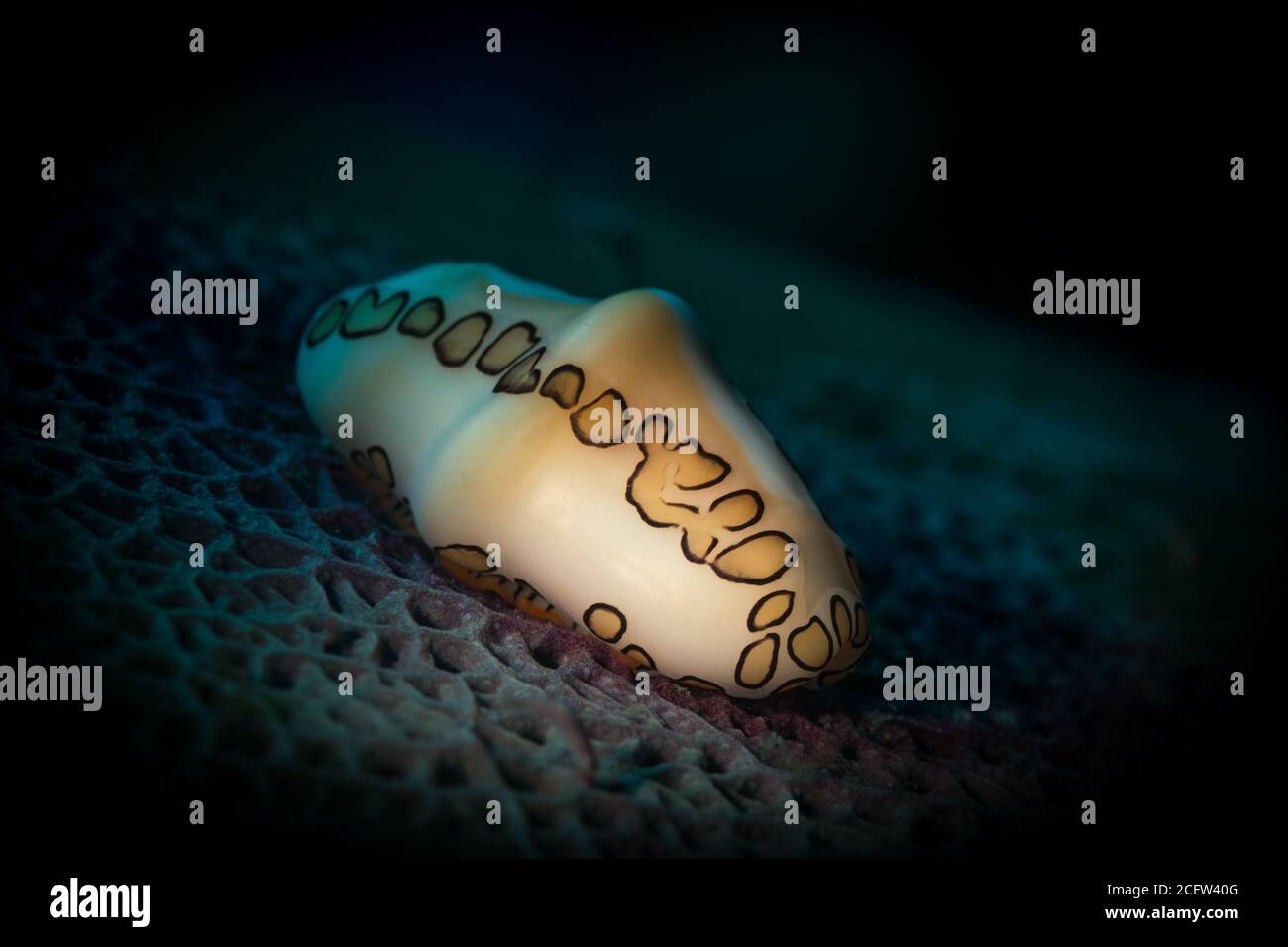 Una lumaca di lingua Flamingo (Cyphoma gibbosum) Siede su un fan corallo sulla barriera corallina di Sint Maarten Foto Stock