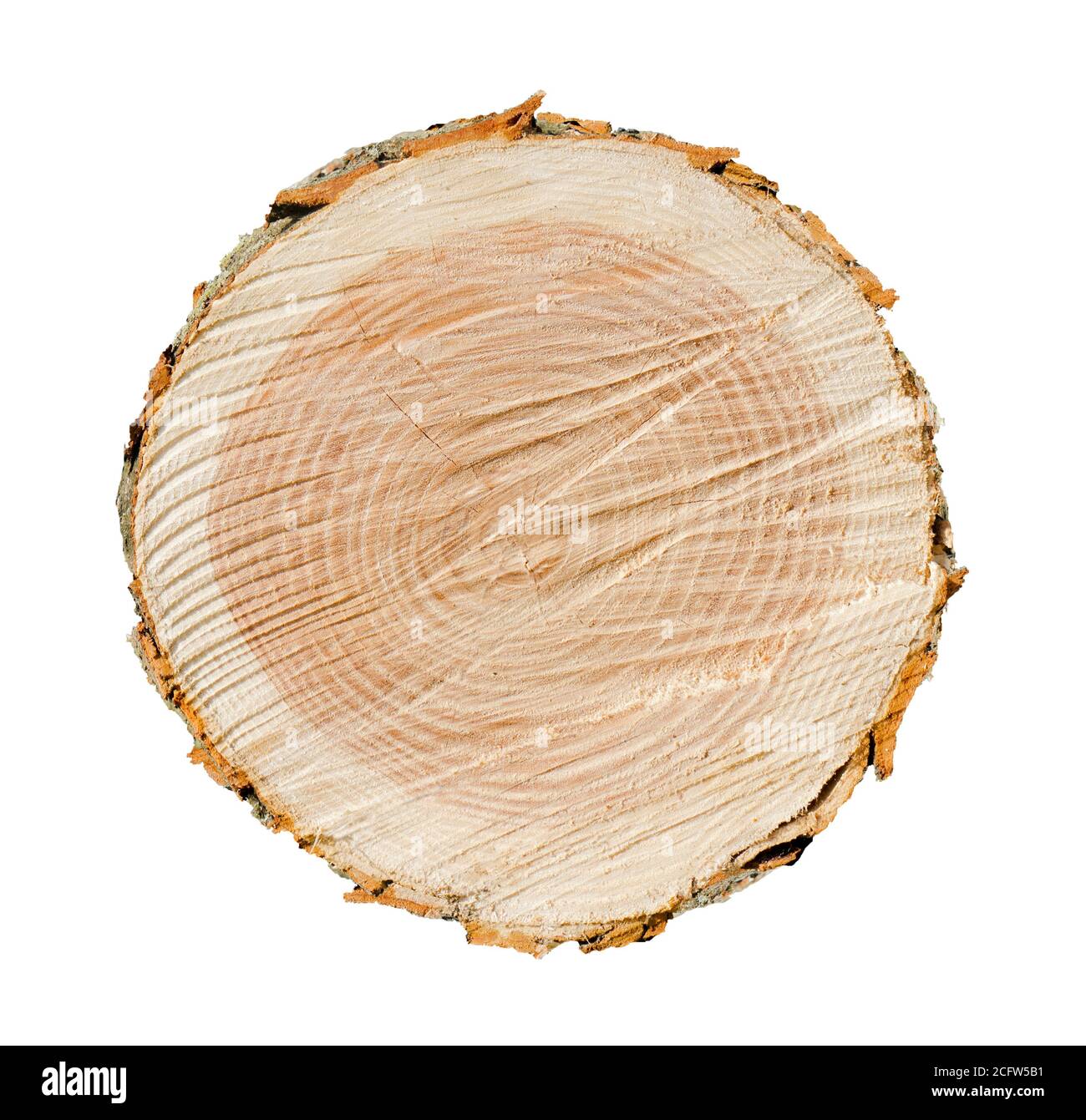 Pezzo di legno gelificato da un tronco di albero con anelli di crescita isolati su bianco. Anelli di albero con texture e dettaglio. Foto Stock