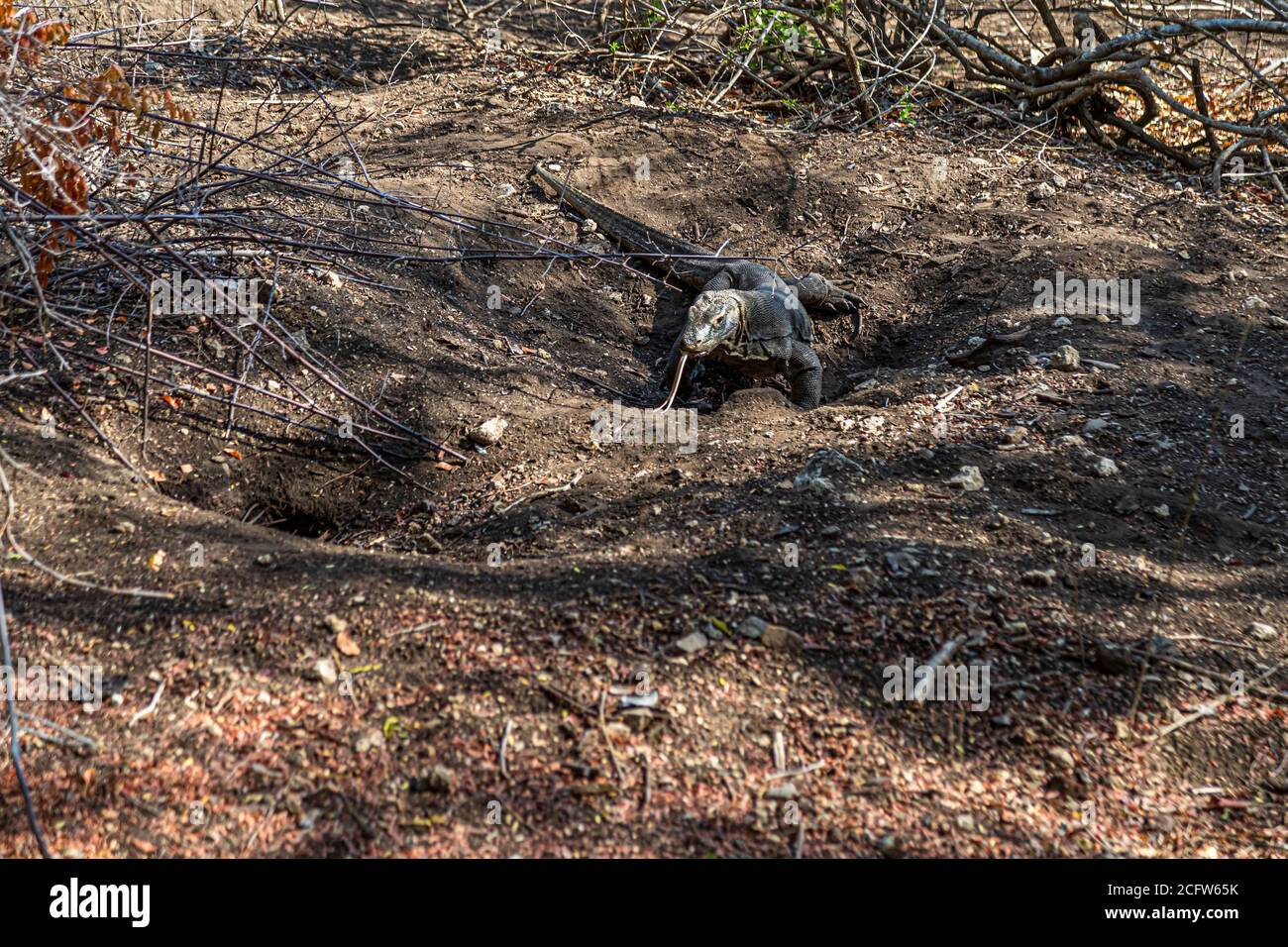 Drago di Komodo in una grotta nel terreno, Isole Sunda, Indonesia Foto Stock