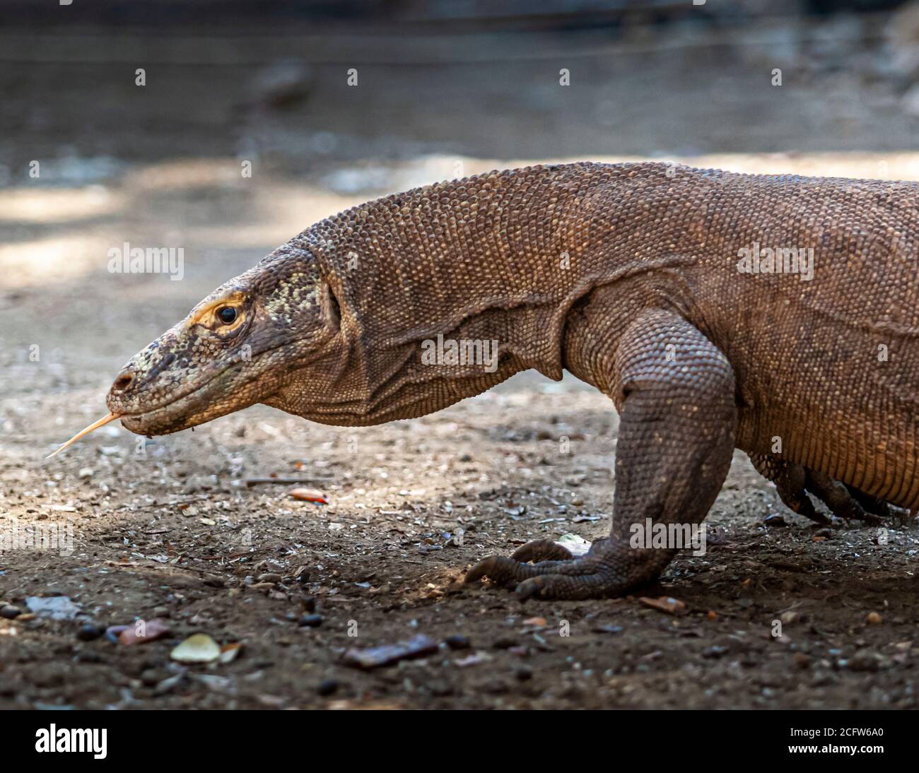 Komodo drago sulla caccia, Isole Sunda, Indonesia Foto Stock