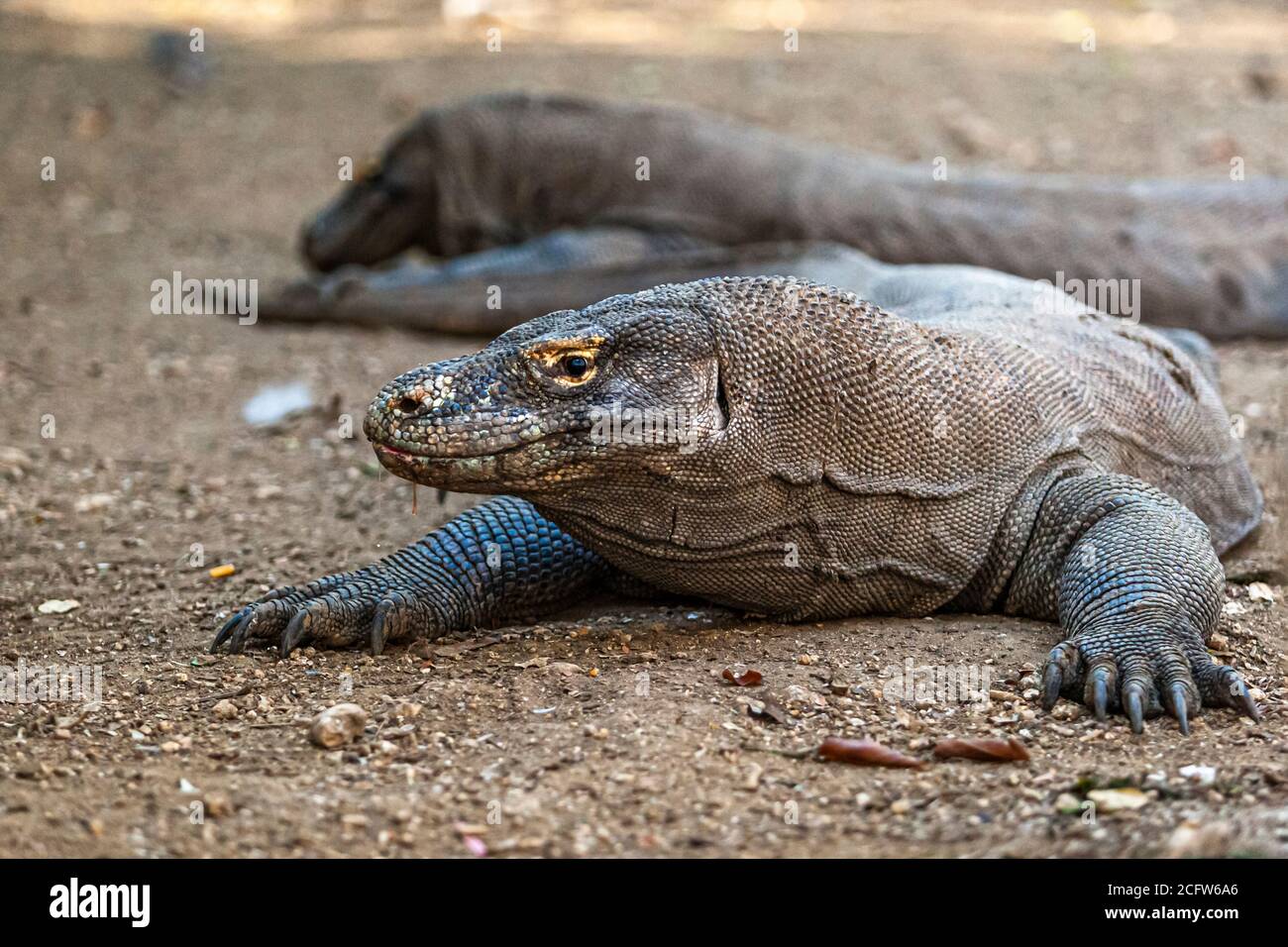 Komodo drago sulla caccia, Isole Sunda, Indonesia Foto Stock