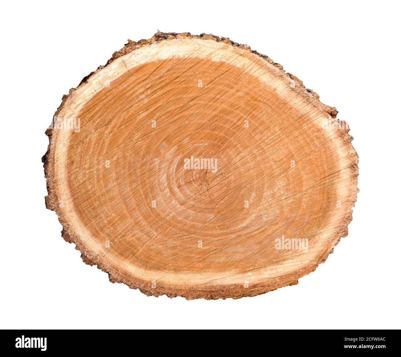 Pezzo di legno gelificato da un tronco di albero con anelli di crescita isolati su bianco. Anelli di albero con texture e dettaglio. Foto Stock