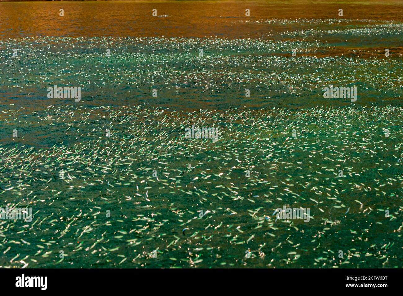 Le acciughe saltano fuori dall'acqua in massa, indicando la presenza di pesci predatori Foto Stock