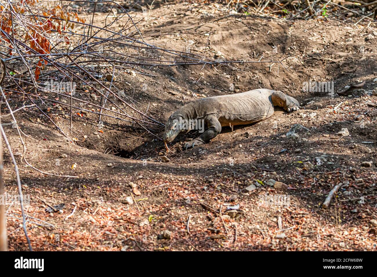 Drago di Komodo in una grotta nel terreno, Isole Sunda, Indonesia Foto Stock
