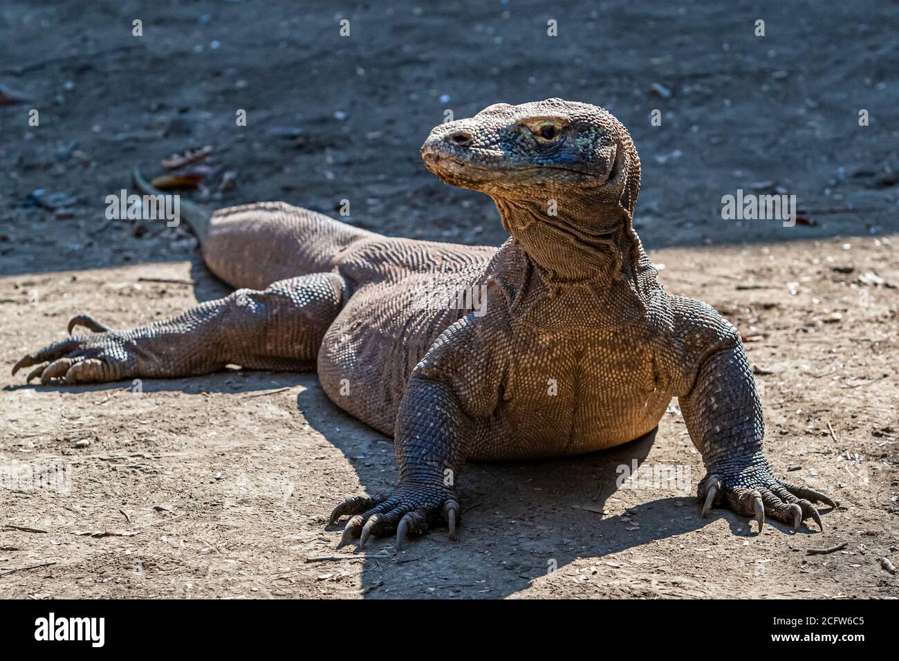 Komodo drago sulla caccia, Isole Sunda, Indonesia Foto Stock