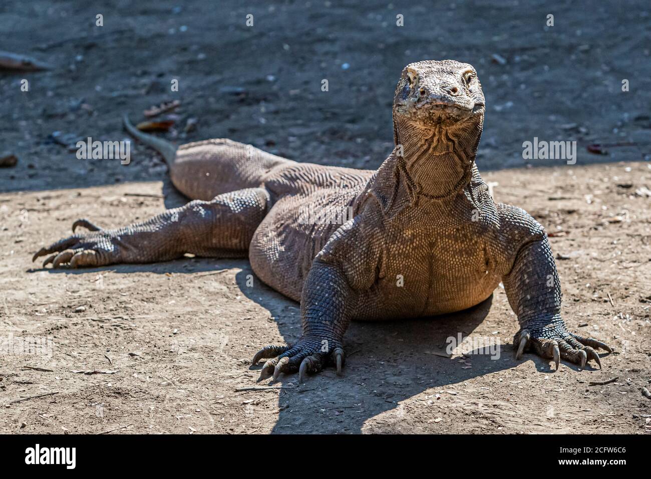 Komodo drago sulla caccia, Isole Sunda, Indonesia Foto Stock